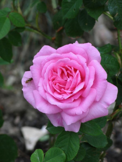 AUSbord angielskie róże