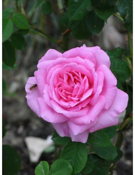 AUSbord angielskie róże