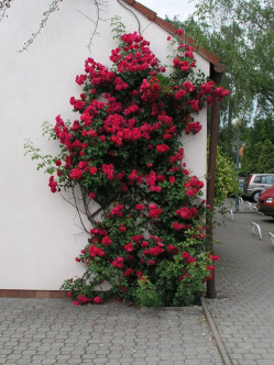 roze pnace Paul's Scarlet 2