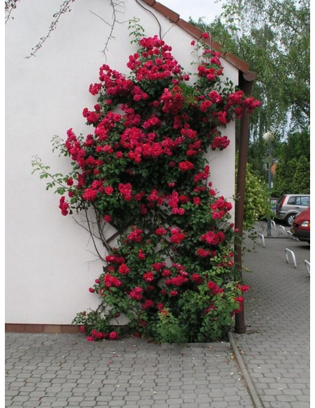 Pauls Scarlet Climber pnące róże