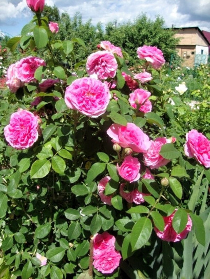 angielskie róże AUSbord