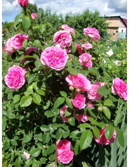 angielskie róże AUSbord