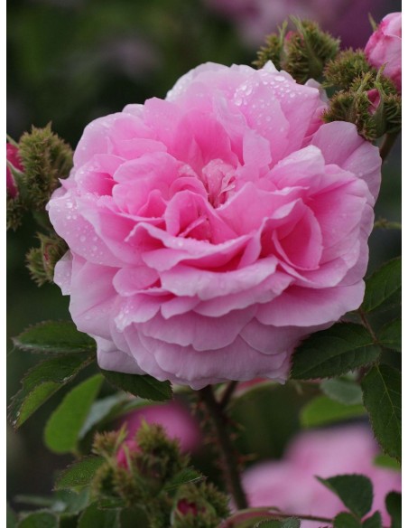 CHAPEAU de NAPOLEON róża historyczna