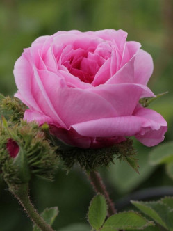 CHAPEAU de NAPOLEON róża historyczna 2