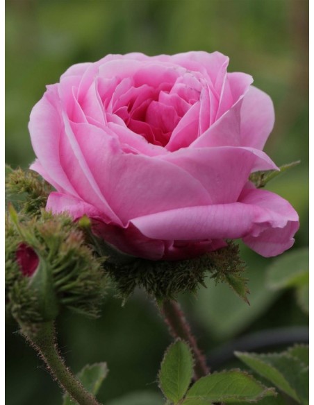 stulistne róże Chapeau de Napoleon