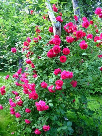 Paul's Scarlet Climber róże pnące