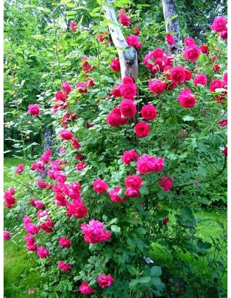 Paul's Scarlet Climber róże pnące