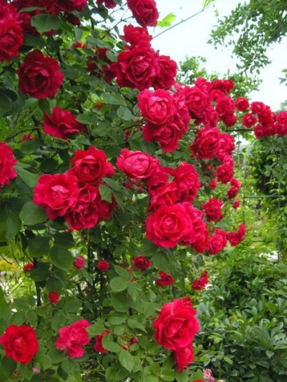 roze pnace Paul's Scarlet Climber