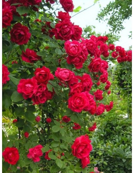 roze pnace Paul's Scarlet Climber