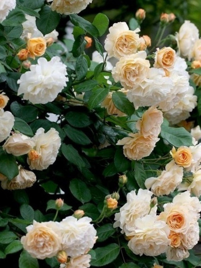 Buff Beauty róże piżmowe historyczne