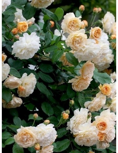 Buff Beauty róże piżmowe historyczne