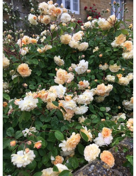 Buff Beauty róże historyczne piżmowe