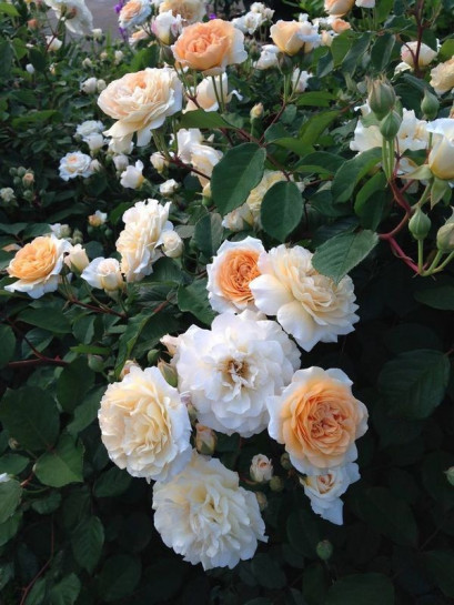 róże Buff Beauty  piżmowe