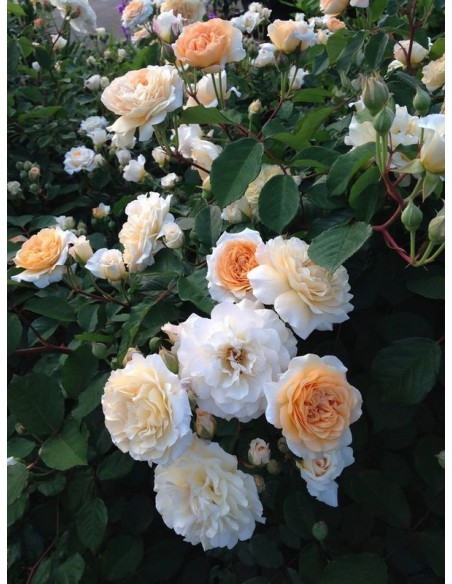 róże Buff Beauty  piżmowe