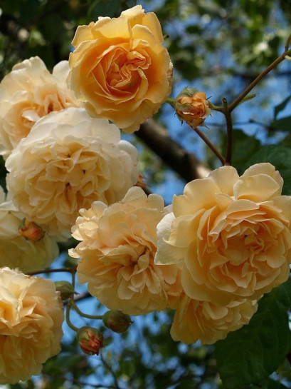 róże piżmowe Buff Beauty