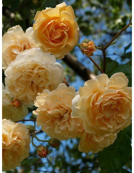 róże piżmowe Buff Beauty