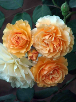 BUFF BEAUTY róża historyczna 2