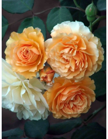 Buff Beauty róże piżmowe