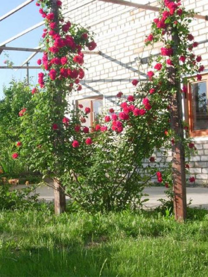 Paul's Scarlet81.jpg