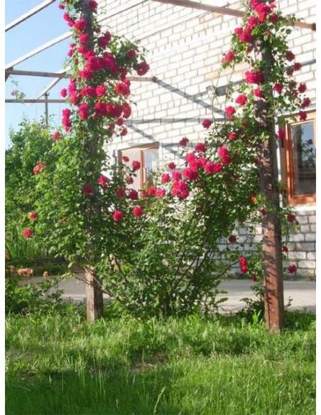 Paul's Scarlet81.jpg