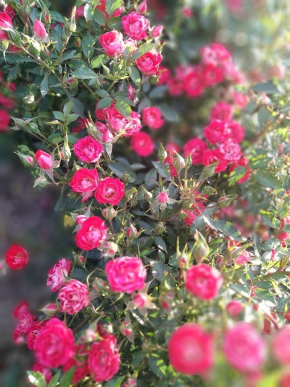 GIGGLES róża okrywowa