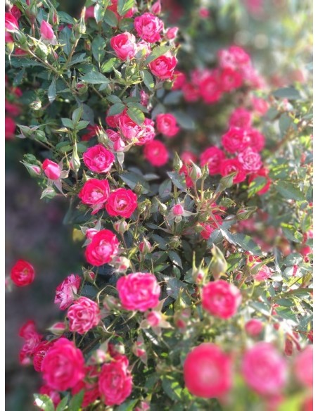 GIGGLES róża okrywowa