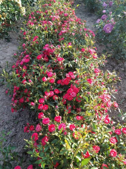 GIGGLES róża okrywowa