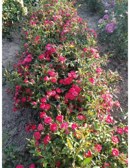 GIGGLES róża okrywowa