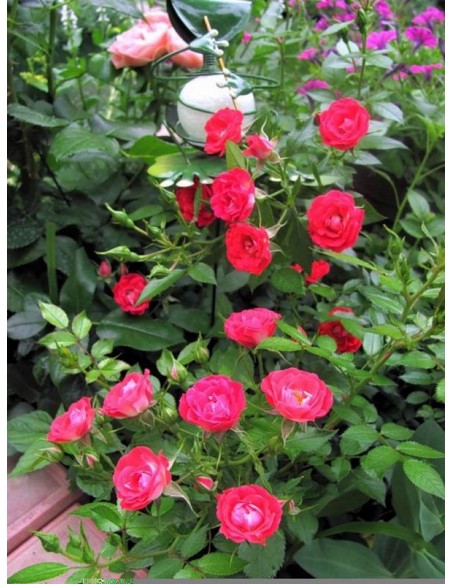 Giggles angielskie róże okrywowe