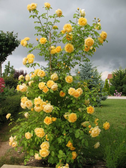 angielskie róże żólte Lemon Parody