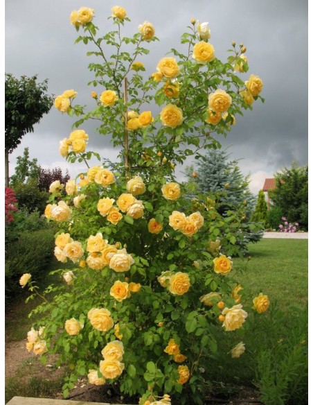 angielskie róże żólte Lemon Parody