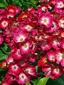 Mozart róże piżmowe