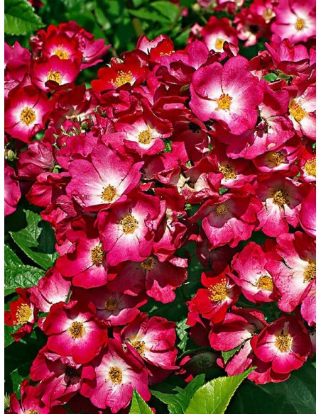 Mozart róże piżmowe