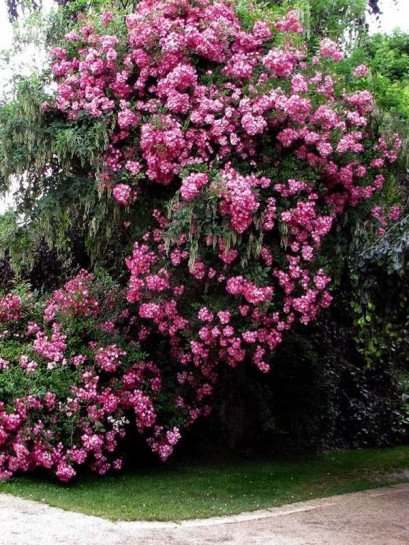 róże piżmowe Mozart