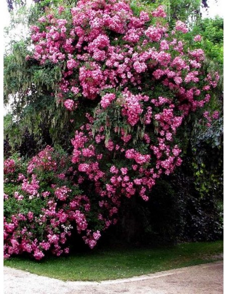 róże piżmowe Mozart