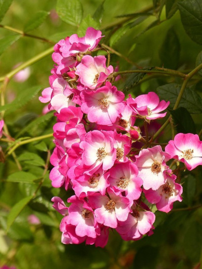 Mozart róże piżmowe