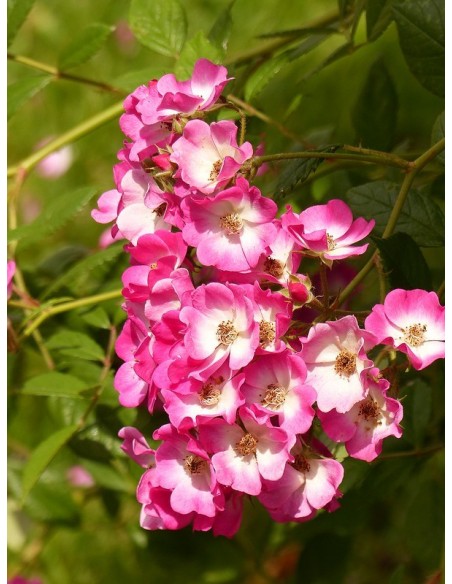 Mozart róże piżmowe