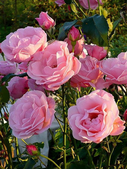 Queen Elizabeth różowa róża