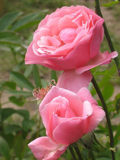 różowe róże Queen Elizabeth