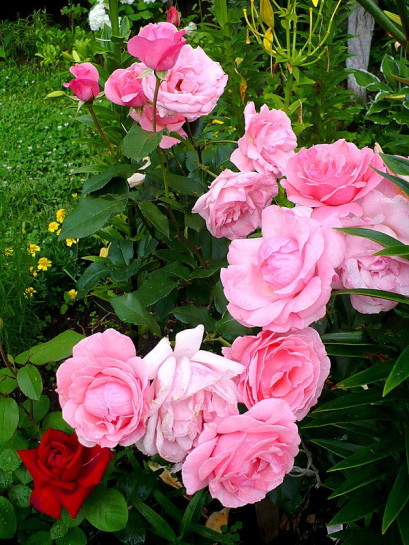 Queen Elizabeth rozowe roze