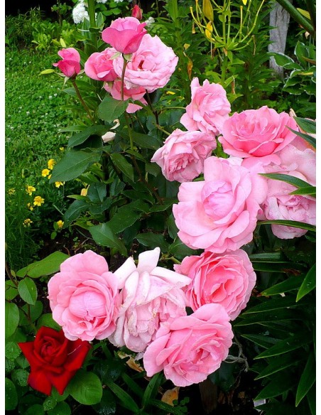 Queen Elizabeth rozowe roze