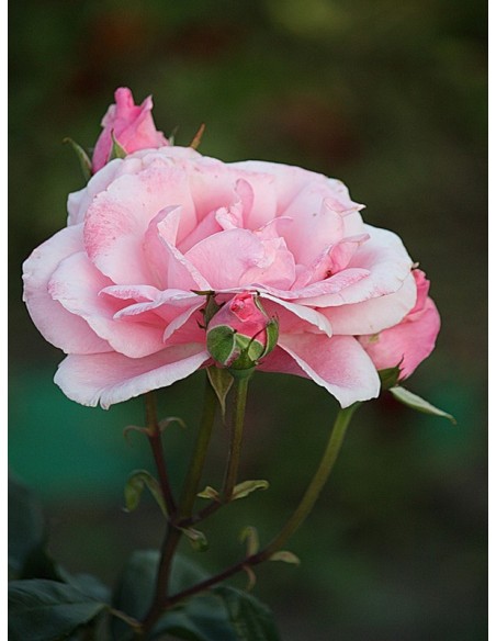 różowa róża Queen Elizabeth