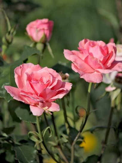 Queen Elizabeth róże na żywopłoty