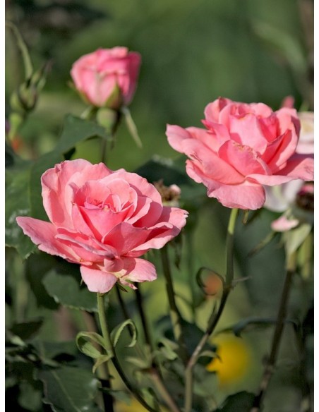 Queen Elizabeth róże na żywopłoty