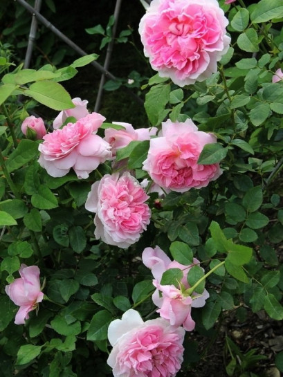 AUSglisten róże angielskie