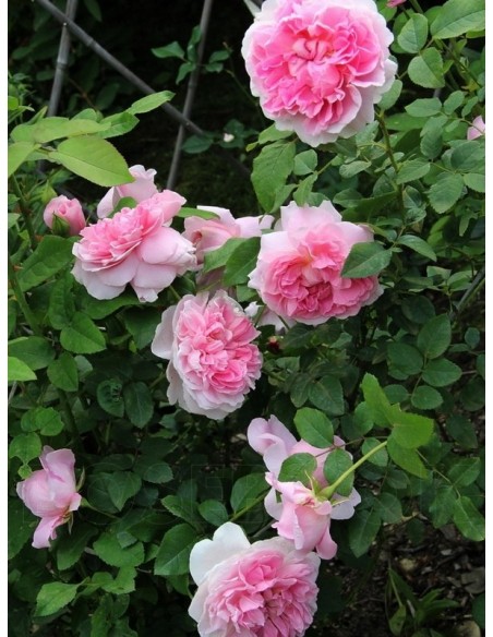 AUSglisten róże angielskie