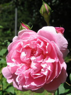 AUSglisten róże angielskie 2