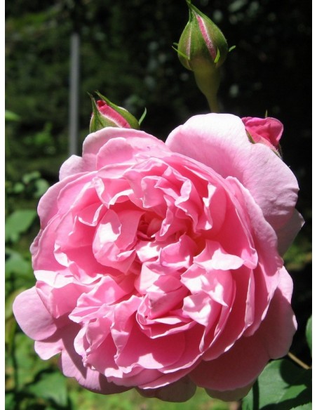 AUSglisten krzaczaste róże angielskie