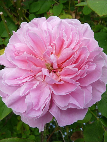 angielskie krzaczaste róże AUSglisten