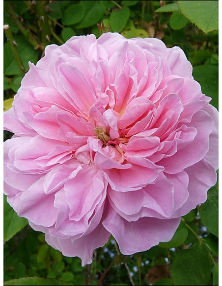 angielskie krzaczaste róże AUSglisten